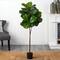 4.5ft. Fiddle Leaf Tree with White Planter